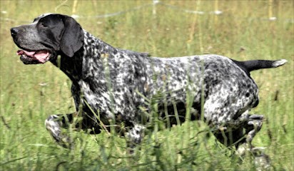 ELEVAGE du RUISSEAU de MONTBRUN, Eleveur de Chiens à Daumazan-sur-Arize