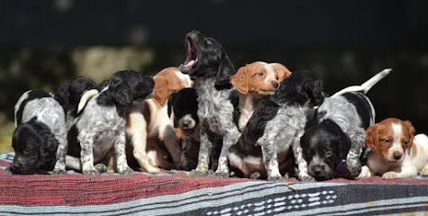 D'Abzac Raoul, Eleveur de Chiens à Val-de-Meuse