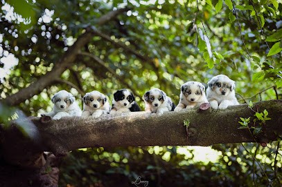 Elevage De L'Univers D'Evine, Eleveur de Chiens à Vieux-Pont