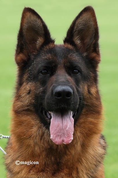 Élevage du Sol Invictus, Eleveur de Chiens à Errouville