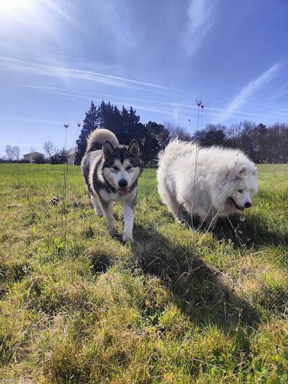 Pôle Canin, Dresseur de Chiens à Laruscade