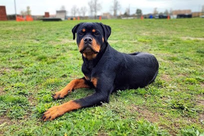 Domaine d'ilisaï, Pension pour Chiens à La Tour-du-Crieu