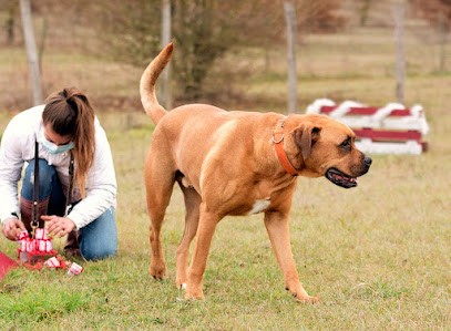 Violaine - Pension Et éducation Canine, Pension pour Chiens à Ligré