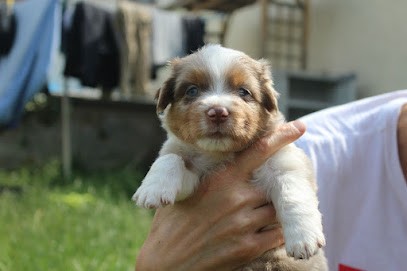 elevage aux couleurs de sepoura, Eleveur de Chiens à Blénod-lès-Pont-à-Mousson