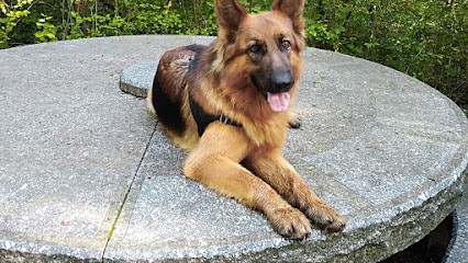 Positif dog, Dresseur de Chiens à Roussillon