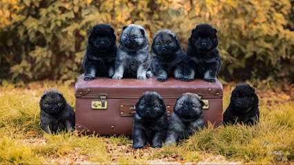 Elevage des Rives de l’Yser, Eleveur de Chiens à Wormhout
