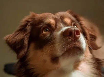 Bergers Américains Miniatures De La Forêt Des Aigles, Eleveur de Chiens à Clairefontaine-en-Yvelines