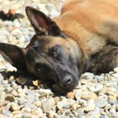 Pension Canine, Pension pour Chiens à Saint-Benoît-la-Forêt