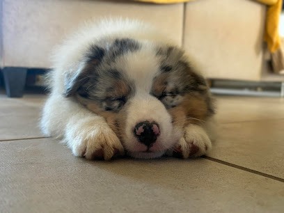 Elevage New Shade's Black, Eleveur de Chiens à Loireauxence