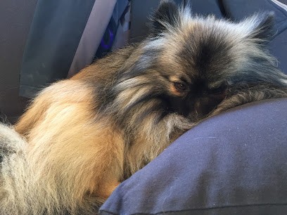 CENTRE CANIN DE SAINT MONTANGE, Dresseur de Chiens à Mollégès