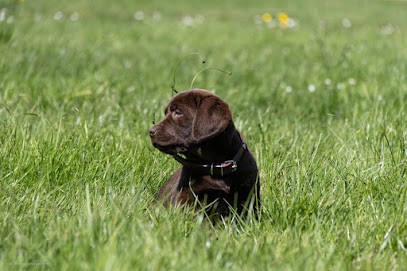 Élevage O'Nest, Eleveur de Chiens à Morannes sur Sarthe-Daumeray