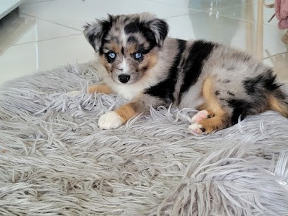 La Tribu D'Eyguières, Eleveur de Chiens à Eyguières