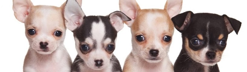 Éleveur de Chihuahuas, Eleveur de Chiens à Chemillé-en-Anjou