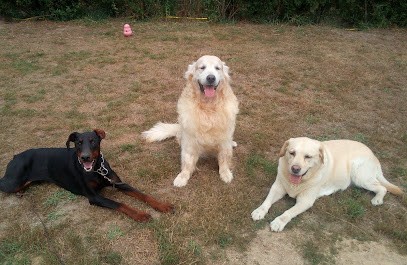 Central Ecole Du Chien, Dresseur de Chiens à Villeny