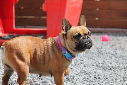 Les Staffy Bouli des Flandres, Eleveur de Chiens à Steenwerck