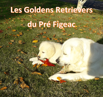 Les Goldens Du Pré Figeac Éleveur De Chiens à Seulline