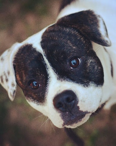 Seren'Dog - Éducateur Canin sur Montpellier et ses alentours - Dogsitter, Dresseur de Chiens à Montferrier-sur-Lez