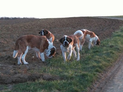 élevage de la petite suisse lorraine, Eleveur de Chiens à Liverdun