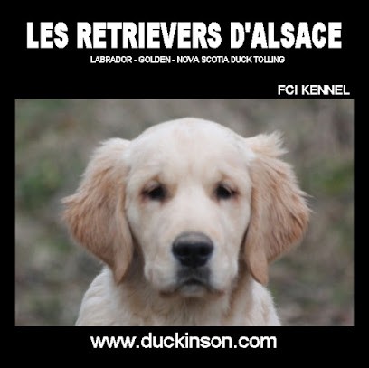 Les Retrievers d'Alsace, Eleveur de Chiens à Saverne