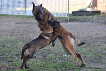 Élevage malinois, golden retriever, shiba inu et patou Fabrègues les gardiens de la bruyère, Eleveur de Chiens à Fabrègues