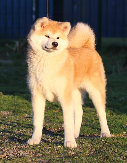 Elevage Akita inu et Laika de Yakoutie Alsace - Koto No Tora, Eleveur de Chiens à Haguenau