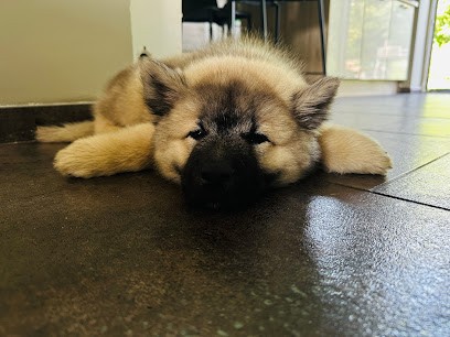 Les Terres Vagabondes, élevage D'Eurasier, Eleveur de Chiens à Charbonnat