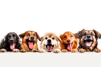 Tonydogs, Dresseur De Chiens à Brethenay