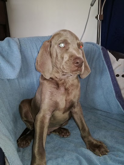 élevage du Prunus d André, Eleveur de Chiens à Calmels-et-le-Viala