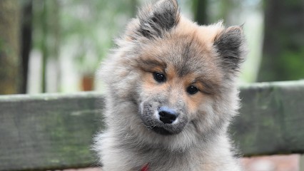 Élevage Familial de la Vallée du Petit Pré Eurasier & Golden Retriever & Bichons Havanais, Eleveur de Chiens à Mortain-Bocage