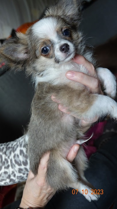 L'élevage des Chichis de Titi du 67, Eleveur de Chiens à Haguenau