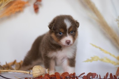 Les Sources d'Émeraude, Eleveur de Chiens à Toulon