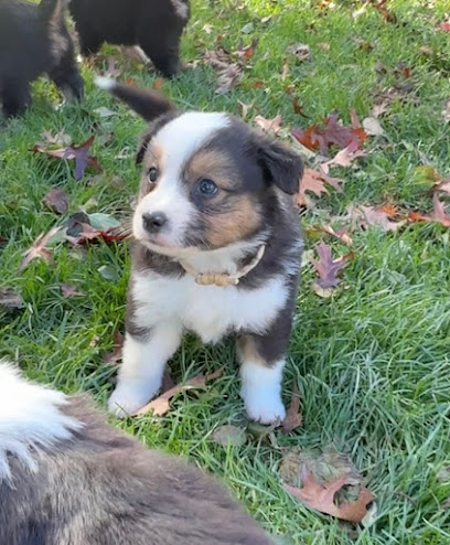 Berger Américain Miniature Elevage Au Margail, Éleveur De Chiens à Saint-Élix-Theux