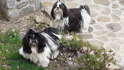 Elevage de la Gattelière Shih Tzu, Eleveur de Chiens à Ville-en-Sallaz