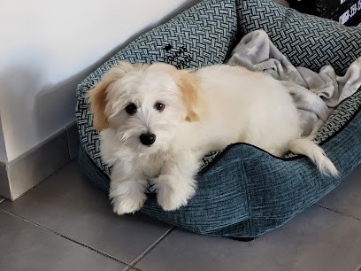 Elevage Des Lilas, Eleveur de Chiens à Villepot