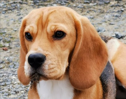 De la Magie de l'Argoat Elevage chiots Beagle LOF 44 (Loire atlantique), Eleveur de Chiens à Vallons-de-l'Erdre
