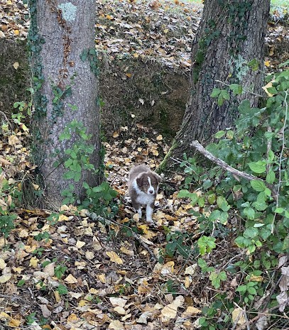 Domaine du chien Bleu, Eleveur de Chiens à Cardesse