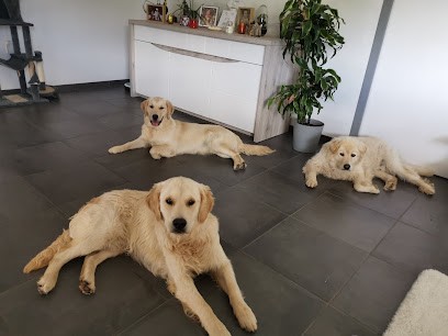 Élevage Golden Retriever Des Terres D'Ambur, Eleveur de Chiens à Saint-Jacques-d'Ambur