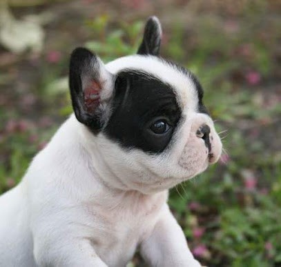 elevage du murat, Eleveur de Chiens au Barp