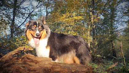Pension canine et féline de la Promenade, Pension pour Chiens à Couzon