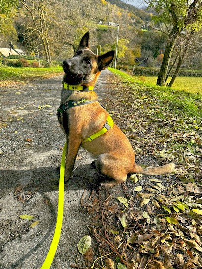 Abc Du Chien, Dresseur de Chiens à Vitrolles