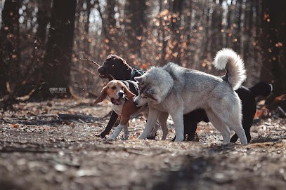 Marianne et Compagnons - Comportementaliste Chien & Chat et Educateur Canin, Dresseur de Chiens à Levallois-Perret