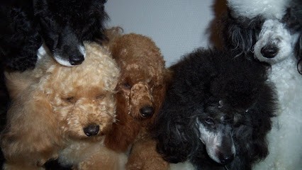 Elevage Des Jours Étoilés, Eleveur de Chiens à Polliat