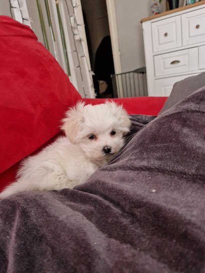 Elevage Clos Vert, Eleveur de Chiens à Saint-Laurent