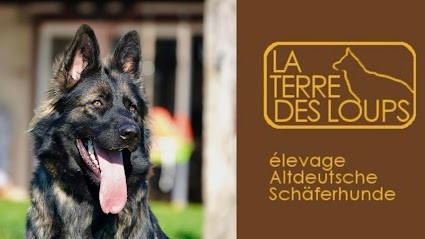 Élevage La Terre des Loups - Altdeutsche Schäferhunde, Eleveur de Chiens à Ligny-en-Brionnais
