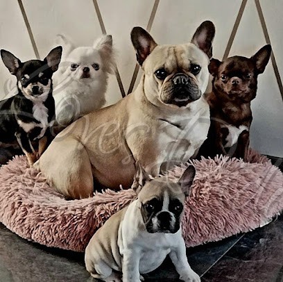 Élevage des Loves Didi, Eleveur de Chiens à Norrent-Fontes