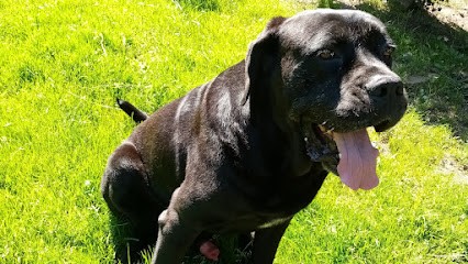 Canis-educ, Dresseur de Chiens à Saint-Aubin-en-Charollais