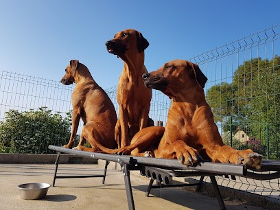 Cosy Time - Mes P'tits Pilous, Pension pour Chiens à Souleuvre en Bocage