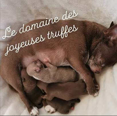 Élevage chihuahua LOF Le Domaine des joyeuses truffes, Eleveur de Chiens à Caumont