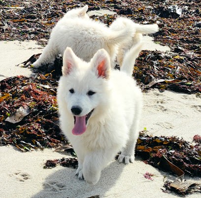 La legende de calypsone, Eleveur de Chiens à Scaër