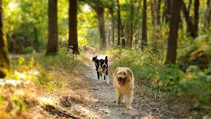 Hakunamatadog Pension Canine ,promenade Collectif ,education , Pension Pour Chien, Pension pour Chiens à Noisy-le-Grand